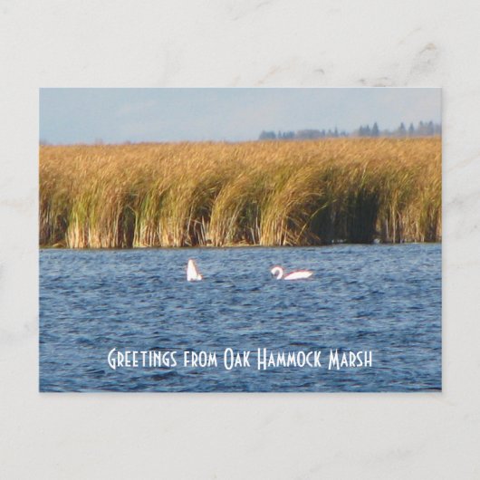 Oak Hammock Marsh Briefkaart (Voorkant)