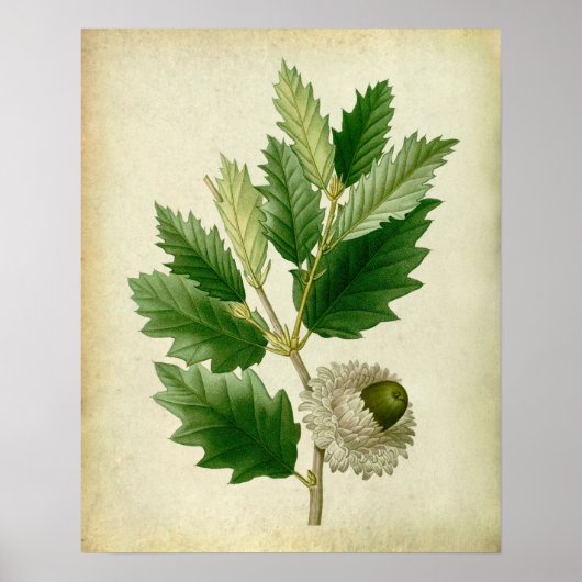 Oak Leaf no.8 Housewarming gift Poster (Voorkant)
