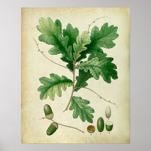 Oak Leaves no.4 Farmhouse wall art. Poster (Voorkant)