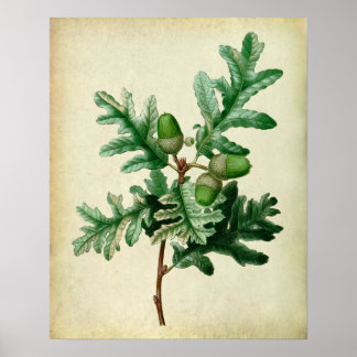 Oak Leaves no.5 Farmhouse Wall Decor Poster