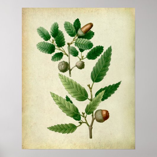 Oak Leaves no.7 Farmhouse Wall Decor Poster (Voorkant)