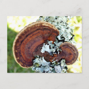 Oak Mazegill Fungus Briefkaart