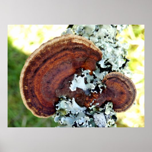 Oak Mazegill Fungus Poster (Voorkant)