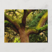 Oak tree briefkaart (Voorkant)