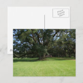 OAK TREE BRIEFKAART (Voorkant / Achterkant)