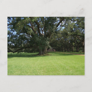 OAK TREE BRIEFKAART