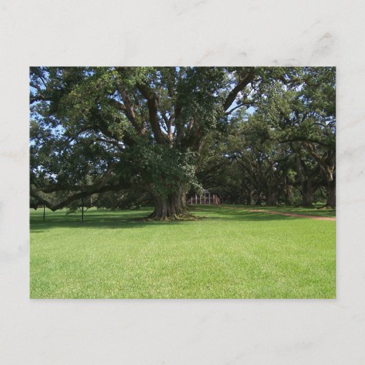 OAK TREE BRIEFKAART (Voorkant)