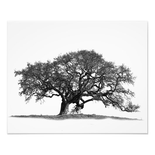 OAK TREE FOTO AFDRUK (Voorkant)