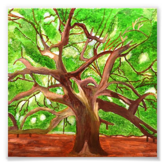 Oak Tree-foto Foto Afdruk (Voorkant)