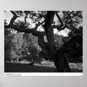 Oak Tree in the West Ridge, UC Santa Cruz, 1963 Poster
