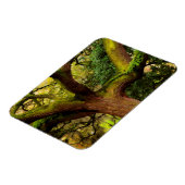 Oak tree magneet (Linkerzijde)