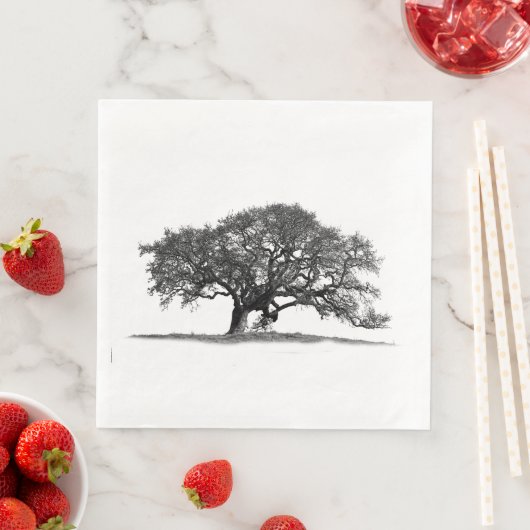 OAK TREE SERVET (Insitu)