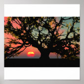 Oak Tree Sunset Poster (Voorkant)