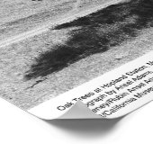 Oak Trees bij Hopland Station, mei 1966 Poster (Hoek)