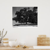 Oak Trees bij Hopland Station, mei 1966 Poster (Keuken)