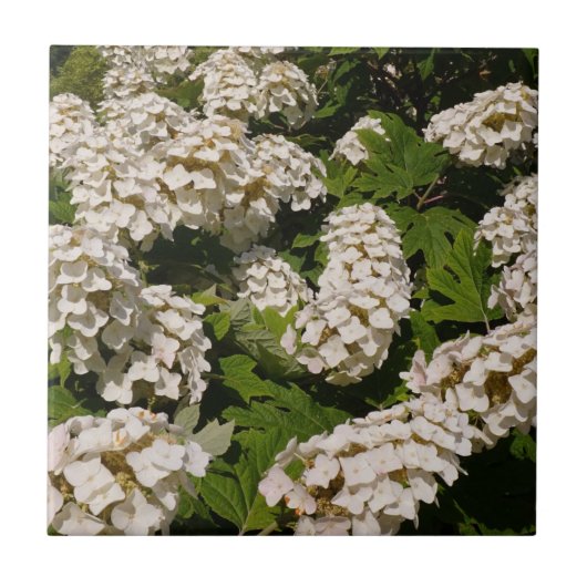 Oakleaf Hydrangea Ceramic Tile Tegeltje (Voorkant)