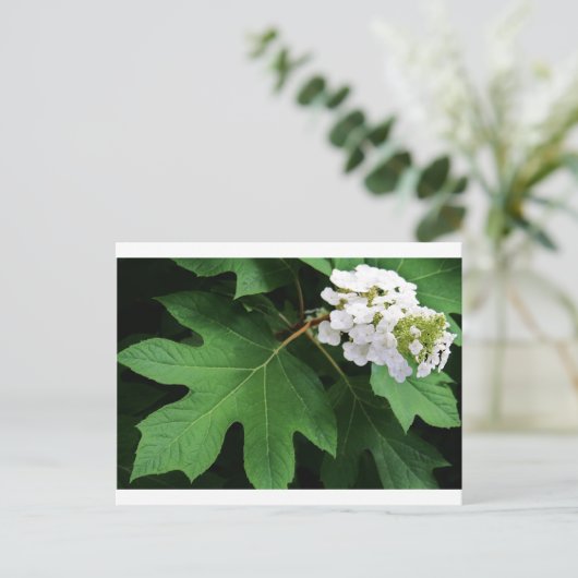 "oakleaf hydrangea" door Coressel Productions Briefkaart (Staand voorkant)
