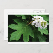 "oakleaf hydrangea" door Coressel Productions Briefkaart (Voorkant / Achterkant)