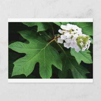 "oakleaf hydrangea" door Coressel Productions Briefkaart