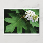 "oakleaf hydrangea" door Coressel Productions Briefkaart (Voorkant)