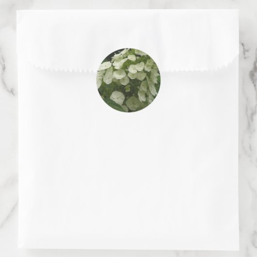 Oakleaf Hydrangea (Hydrangea quercifolia) stickers (Tas)