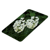 Oakleaf Hydrangea Magneet (Linkerzijde)