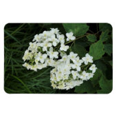 Oakleaf Hydrangea Magneet (Horizontaal)