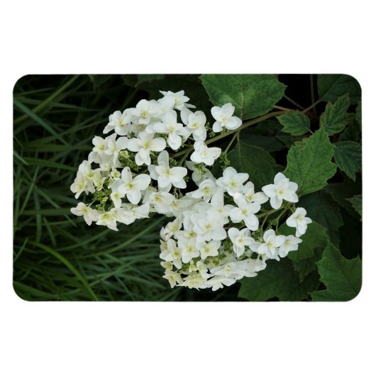 Oakleaf Hydrangea Magneet (Horizontaal)