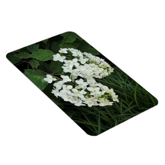 Oakleaf Hydrangea Magneet (Rechterzijde)