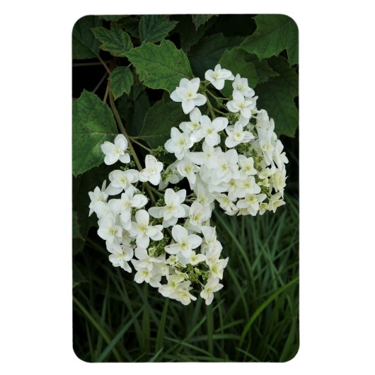 Oakleaf Hydrangea Magneet (Verticaal)