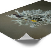 Oakmoss Lichen Poster (Hoek)