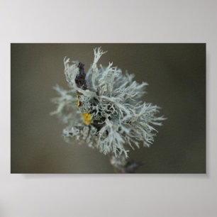 Oakmoss Lichen Poster