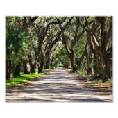 Oaks Foto Afdruk (Voorkant)