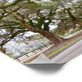Oaks op South Carolina Plantation Poster (Hoek)