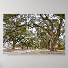 Oaks op South Carolina Plantation Poster