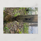 Oakwoods Metropark Beaver Trail Briefkaart (Voorkant)