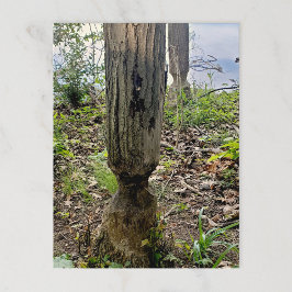 Oakwoods Metropark Beaver Trail Briefkaart