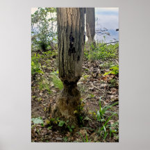 Oakwoods Metropark Beaver Trail