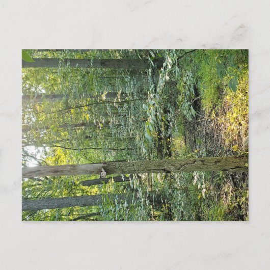 Oakwoods Metropark Trail Briefkaart Summer Forest (Voorkant)