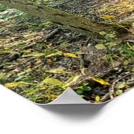 Oakwoods Metropark Trail Poster Summer Forest (Hoek)