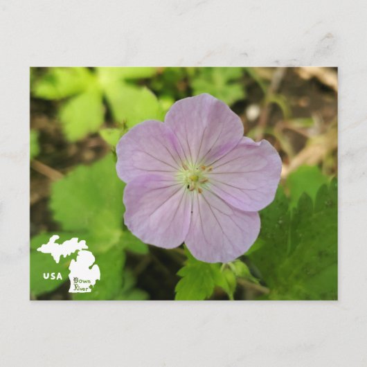 Oakwoods Metropark Wild Geranium met Logo Briefkaart (Voorkant)
