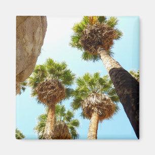 Oasepalmen in het Joshua Tree National Park Magneet