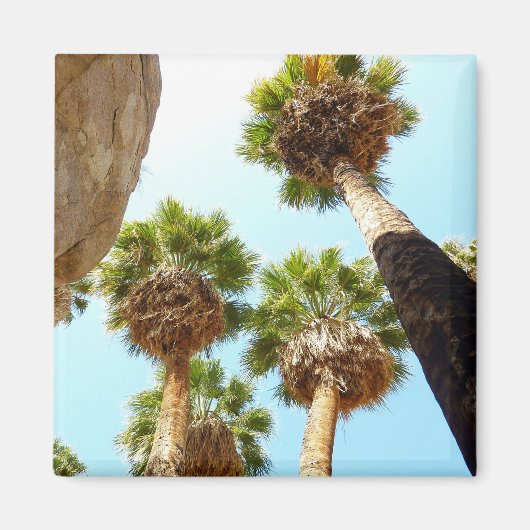 Oasepalmen in het Joshua Tree National Park Magneet (Voorkant)