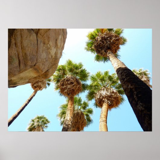 Oasepalmen in Joshua Tree National Park Poster (Voorkant)