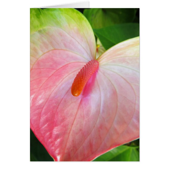 Obake Anthurium (Voorkant)