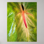Obake Anthurium Poster (Voorkant)