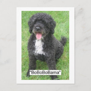 Obama Pet/Portugese waterhond Briefkaart