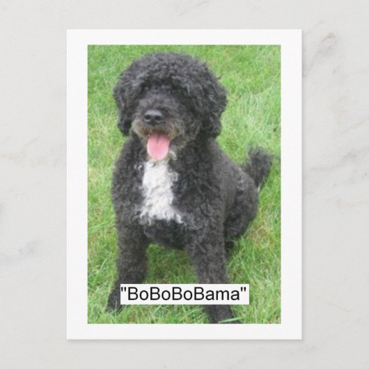 Obama Pet/Portugese waterhond Briefkaart (Voorkant)