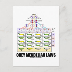 Obey Mendelian Laws (Dihybride kruis erwten) Briefkaart