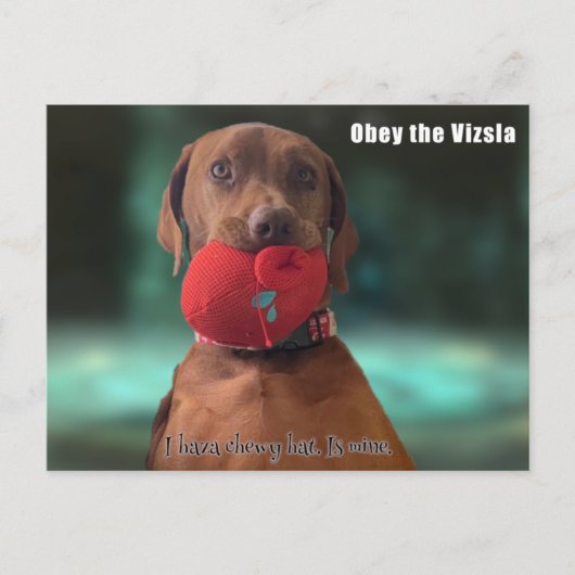 Obey the Vizsla Briefkaart (Voorkant)